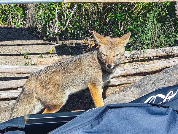회색 여우. 폭포 입구의 카페에 나타난 여우 한 마리가 음식을 나누어 달라는 표정이다. 날카로운 눈으로 경계를 하는 야생성이 번뜩인다.