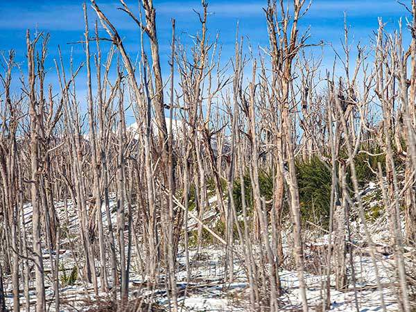 안데스산맥의 고사목 무덤 칠레에서 아르헨티나로 넘어가는 산악도로에서 바라본 안타까운 장면. 기후변화로 목말라 신음하는 생태계.