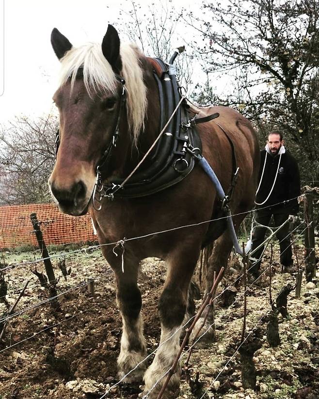 말을 이용한 도멘 레셔노 포도밭 경작.&nbsp; 인스타그램