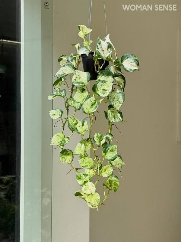 @puleun__plant