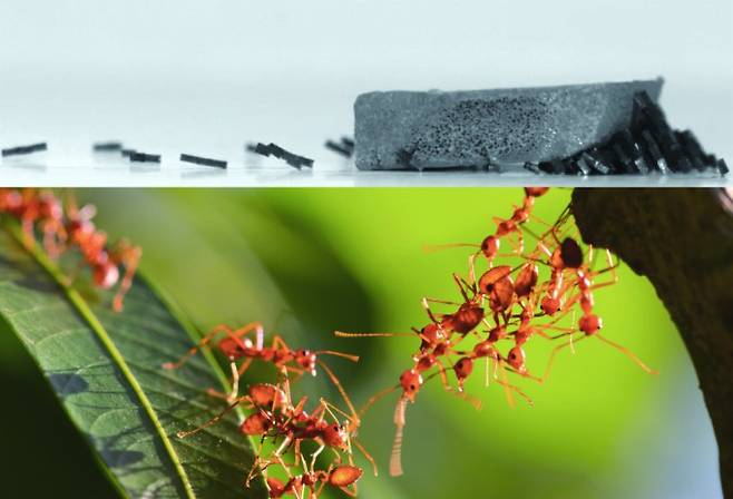 한양대 초소형 자성 로봇 군집이 개미처럼 물체를 옮기는 모습, 양기준, 게티이미지뱅크 제공