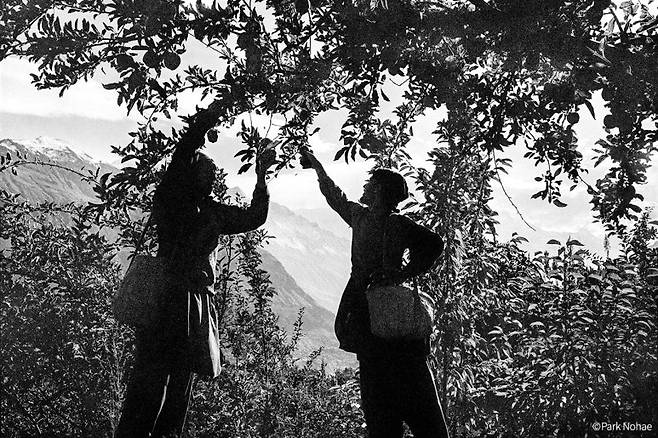 훈자 마을 사과 수확 Pakistan, 2011. ⓒ박노해