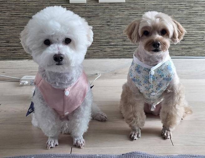 현지 씨의 반려견 또아(왼쪽)와 뽀또(인스타그램 ko_ppottoa 제공) ⓒ 뉴스1