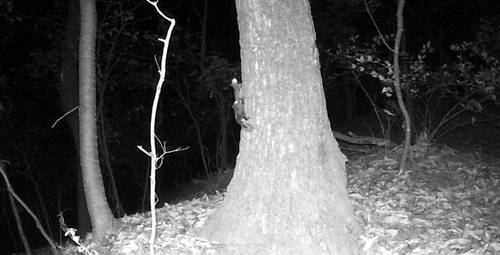 지난해 11월 10일 새벽 청주 우암산 근린공원 폐쇄회로(CC)TV에 포착된 하늘다람쥐 [청주시 제공. 재판매 및 DB 금지]