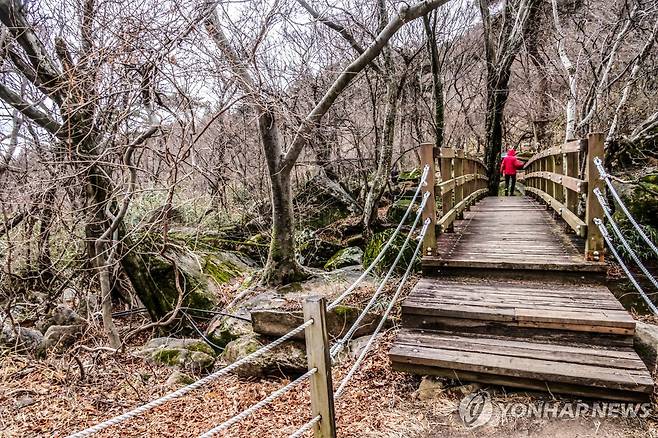 천연기념물인 금정산 등나무 군락지 [연합뉴스 자료사진]