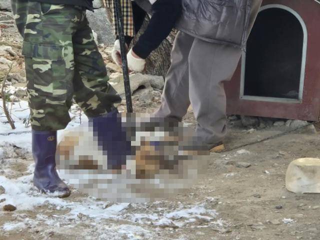 지난달 2일 전북 익산시에서 입양 명목으로 개를 데려간 사람이 개의 목을 밟고 도살하려 시도하는 모습. 당시 개는 목에 올무로 묶이고 주둥이가 철사에 묶여 제압당한 상태였으며, 이후 도살됐다. 동물보호단체 위액트 제공