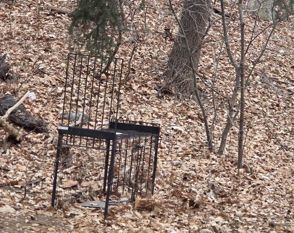 야생화된 유기견 구조를 위해 설치된 포획틀. [서울시 제공]