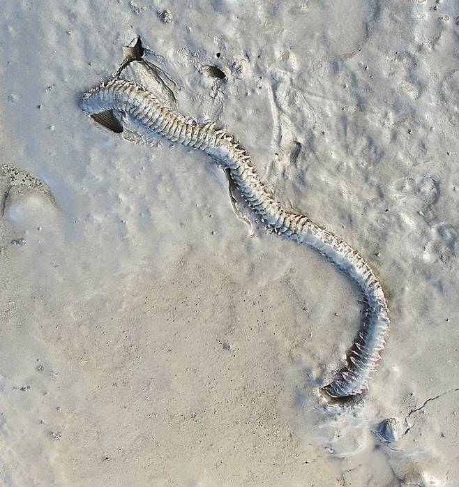 [서울=뉴시스] 흰이빨참갯지렁이. (사진=해양수산부 제공) 2026.03.02. photo@newsis.com *재판매 및 DB 금지