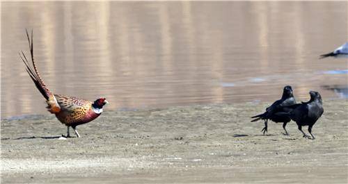 까마귀 두 마리와 맞선 장끼 [촬영 유형재]