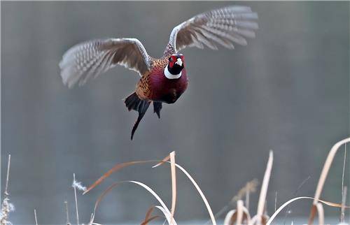다시 갈대숲으로 돌아가는 장끼 [촬영 유형재]