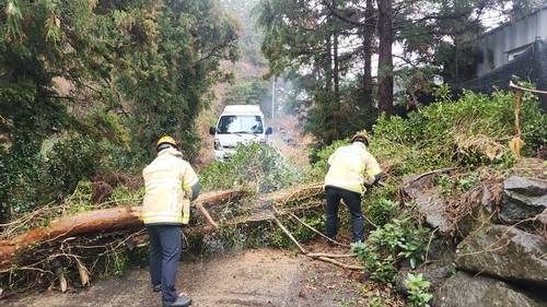 강풍에 쓰러진 나무 [제주도 소방안전본부 제공. 재판매 및 DB 금지]