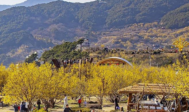 산수유사랑공원 산수유꽃 지난해 전경. 뒤편 산등성이도 온통 노란 물결을 이루고 있다.<구례군 제공>