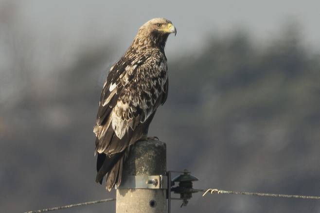 2021년 12월, 4년 차 흰죽지수리에서 등 깃 일부가 흑갈색으로 바뀌기 시작했다.