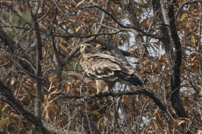 2023년 11월, 늘 흰죽지수리가 머무는 선월산에서 새끼 흰죽지수리가 관찰되었다. 6년 만에 처음 확인된 것으로, 어미를 따라온 개체였다.