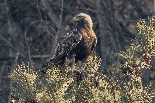 2023년 2월, 양갑리 야산 잠자리에서 휴식 중인 흰죽지수리는 한 치의 경계심도 늦추지 않는다.