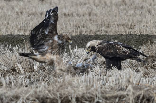 2024년 3월, 어미와 함께 관찰된 어린 흰죽지수리(좌측). 월동은 따로 했고 북상 시기에 맞춰 재회한 모습이다.