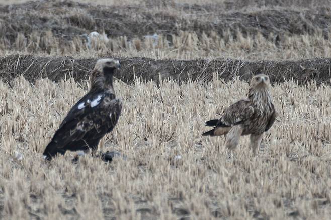 지난해 1월, 어미 흰죽지수리가 사냥감을 확보하고 있다.