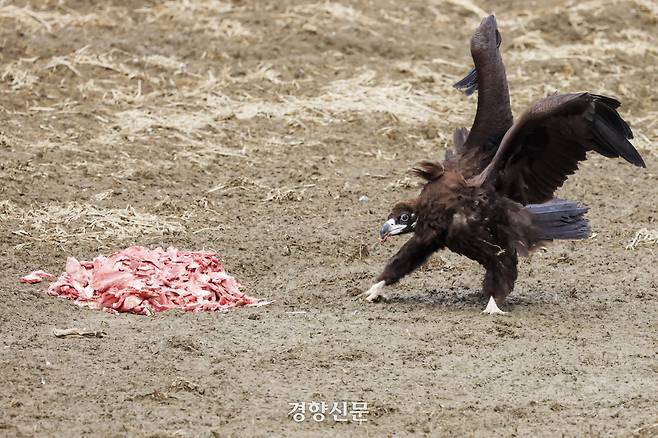 본격적인 식사를 시작하기 전에 한 독수리가 먹이를 입에 물은 후 재빨리 뒤로 물러서고 있다.