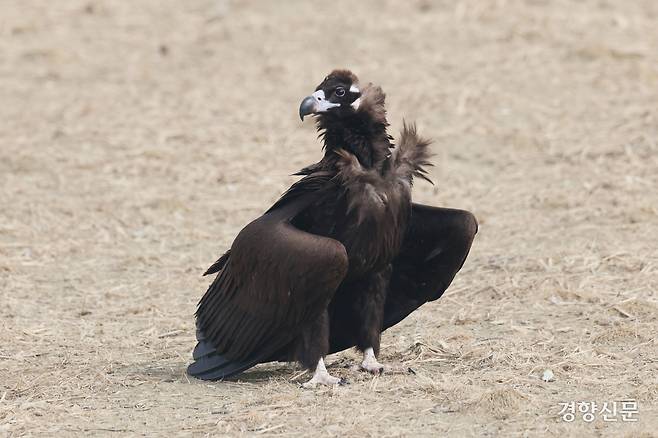 독수리가 식당에 앉아 주위를 살피고 있다.