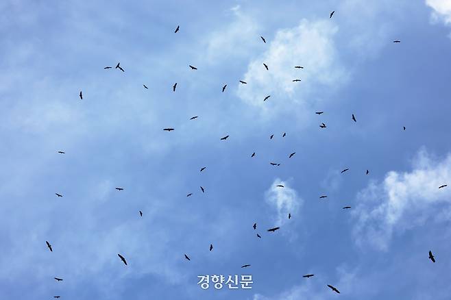 독수리들이 먹이를 먹기 전 주위를 맴돌며 비행하고 있다.