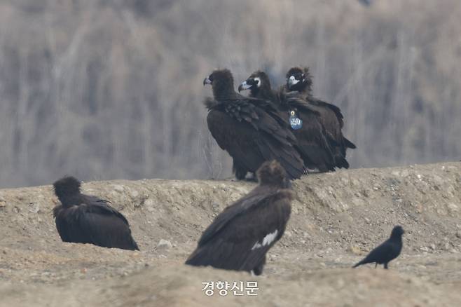 한 독수리가 위치 추적기인 날개 꼬리표 ‘윙택’을 달고 있다.