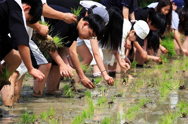 모내기 체험.[헤럴드DB]