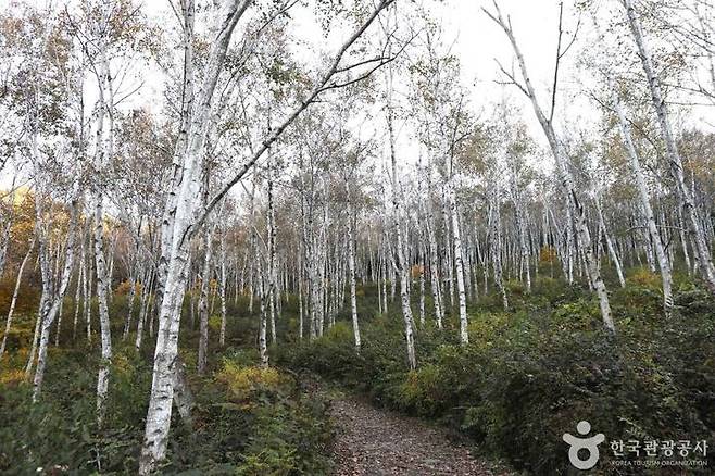 경기 양평군 ‘서후리숲’의 '자자나무숲'. (사진=한국관광공사) *재판매 및 DB 금지