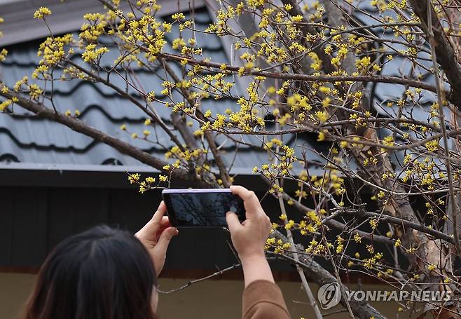 봄소식 전하는 산수유 (부산=연합뉴스) 강선배 기자 = 흐린 날씨를 보인 26일 부산 북구의 한 도로변에 노란 산수유꽃이 활짝 펴 시민들의 눈길을 사로잡고 있다. 2026.2.26 sbkang@yna.co.kr