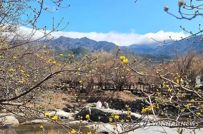 봄빛 물든 구례 산수유마을 [구례군 제공. 재판매 및 DB 금지]