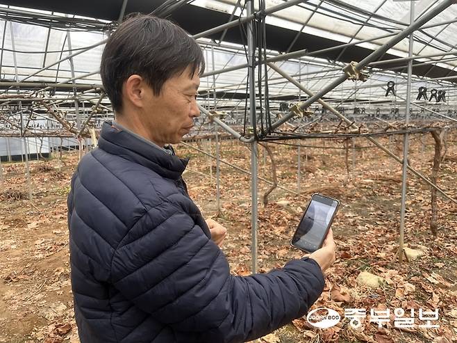 고양시에서 샤인머스켓 농장을 운영하는 백정선 대표가 샤인머스켓 농사 방법에 대해 설명하고 있다. 천민형기자