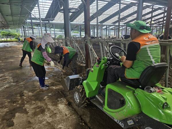 비 피해를 입은 농장에서 수해복구가 한창이다.