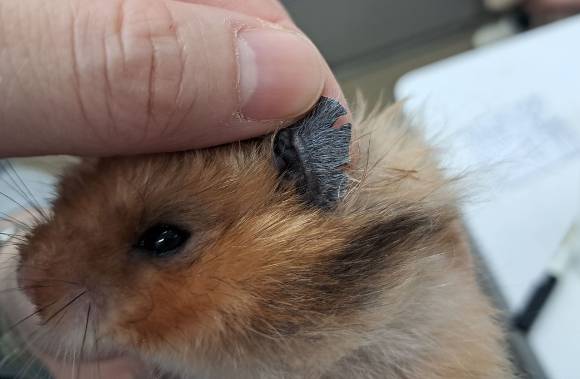 A씨 학대로 귀가 찢어진 햄스터 [사진=동물자유연대]