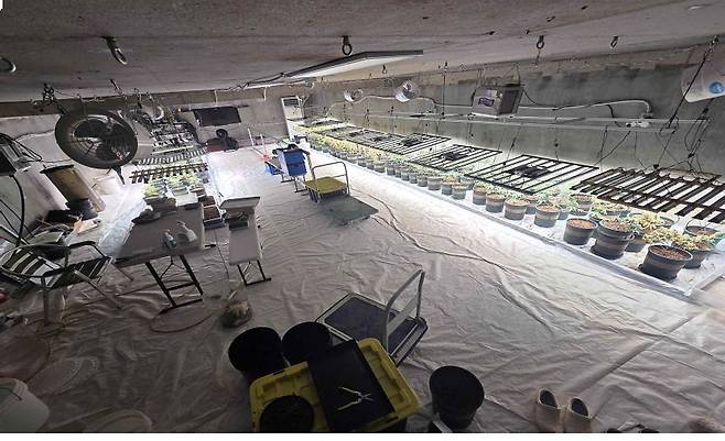 지하벙커에 만든 대마 재배지 현장. 사진 마약범죄 정부합동수사본부