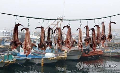 아귀 말리기  [연합뉴스 자료사진]