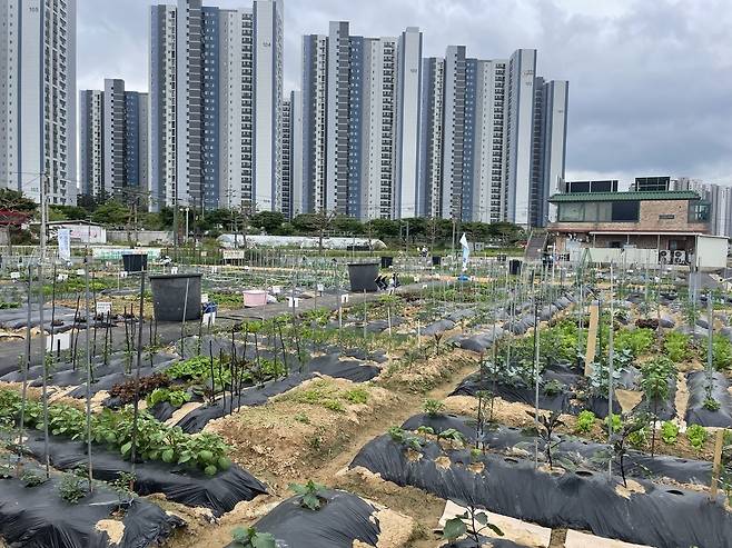 안성시 공공텃밭 전경 [안성시 제공. 재판매 및 DB 금지]