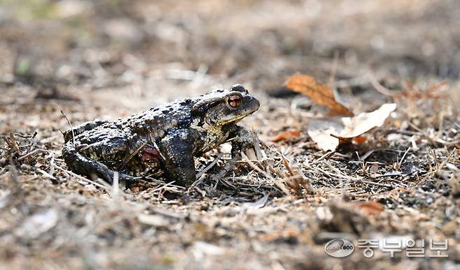 만물이 긴 겨울잠에서 깨어난다는 절기 경칩(驚蟄)을 하루 앞둔 4일, 인천 부평구 인천나비공원 습지원에서 겨우내 땅속에 몸을 숨겼던 두꺼비가 모습을 드러내며 성큼 다가온 봄기운을 전하고 있다. 부평구는 오는 5일부터 25일까지 인천나비공원과 장수산 일대에서 '장수산 두꺼비 생태 체험 행사'를 개최한다.정선식기자