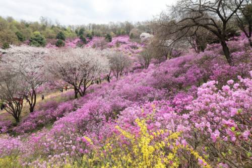 진달래, 벚꽃, 개나리 등 봄꽃을 한눈에 즐길수 있는 부천 원미산 진달래동산. /부천시 제공