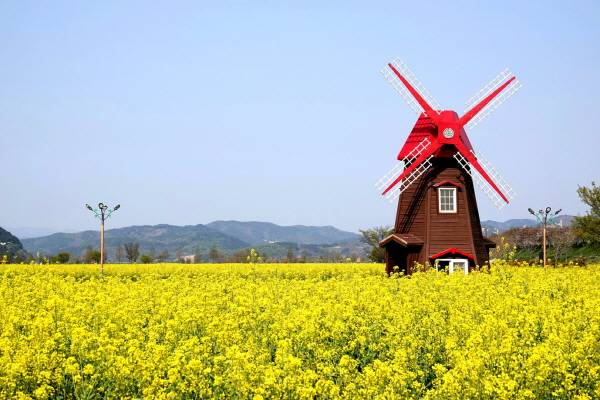 창녕 낙동강유채단지