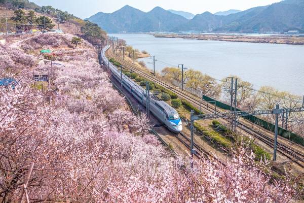 양산시 원동매화마을