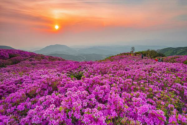 합천 황매산군립공원 철쭉. /경남도