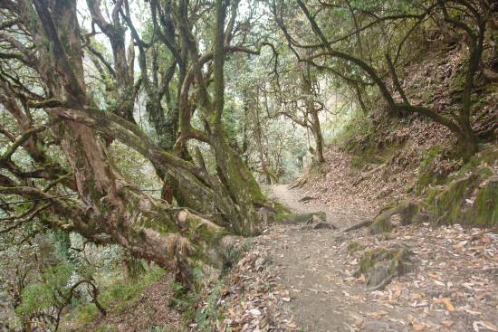 필자가 경험한 히말라야의 걷기 코스는 해발고도 800-3500m 정도로 전반적으로 경사가 급하고 척박하여 나무들이 잘 자라지 못하여 빈약하지만, 가끔 거목들로 울창한 숲을 이룬 온대우림을 만나기도 합니다. 난대에서부터 온대 북부에서 서식하는 수종들이 주로 서식하지요.