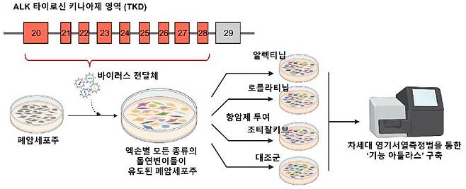 프라임 편집 기반 ALK 변이 스크리닝 플랫폼 ‘기능 아틀라스’ 모식도. ALK 타이로신 키나제 영역 내 발생 가능한 변이들을 실제 폐암 세포주에 도임하고 분석하는 전체 공정 과정. 이를 통해 각 세대별 표적치료제에 대한 반응성을 대규모 평가할 수 있음.(사진제공=세브란스병원)