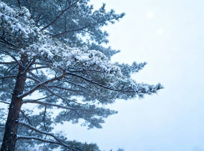 일부 경기·강원 대설 특보…전국 최저 영하 2도 [내일날씨]=금요일인 내일(6일) 날씨는 전국이 대체로 흐리겠다. 아침 최저기온은 -2~9℃, 낮 최고기온은 4~13℃가 되겠다.전날 전국 대부분 지역에 비 또는 눈이 내리겠고 수도권은 새벽(00~06시)에, 그 밖의 전국은 오전(06~12시)에 대부분 그치겠다. 중부지방과 전북은 오후(12~18시)부터 밤(18~24시) 사이 가끔 비 또는 눈이 내리는 곳이 있겠고, 경북 북부와 전남권은 오후(12~18시)에, 경남 북서내륙에는 늦은 오후(15~18시)에 0.1mm 미만의 빗방울이 떨어지거나, 0.1cm 미만의 눈이 날리는 곳이 있겠다. 새벽(00~06시), 경기 북동부와 강원 내륙.산지를 중심으로 시간당 1~3cm(일부 산지 5cm 안팎)의 강한 눈이 내리면서 대설 특보를 발표할 가능성이 있겠으니, 눈으로 인한 피해가 없도록 각별히 주의하기 바란다. ⓒbnt뉴스: 오늘날씨, 내일날씨, 주간날씨 예보