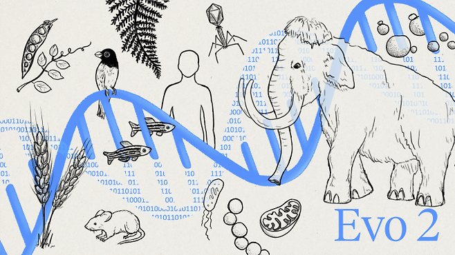 에보 2는 인간과 박테리아, 식물, 매머드 등 12만8000종 이상의 생물체에서 추출한 염기서열 9.3조개를 수개월간 학습했다. Arc Institute 제공