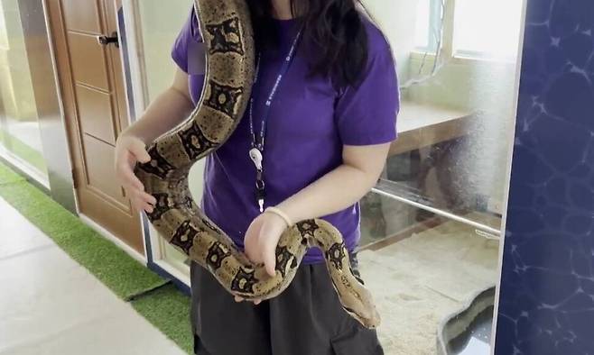 동물에게 불필요한 스트레스를 주는 ‘동물 체험’이 법으로 금지됐지만, 법 개정 이후 새로 허가를 얻은 동물원에서도 비슷한 체험이 이어진다는 지적이 나왔다. 사진은 동물 교육 프로그램 운영 계획서에 포함되지 않은 ‘뱀 만지기’ 체험을 시행 중인 한 동물원의 모습. 어웨어 제공