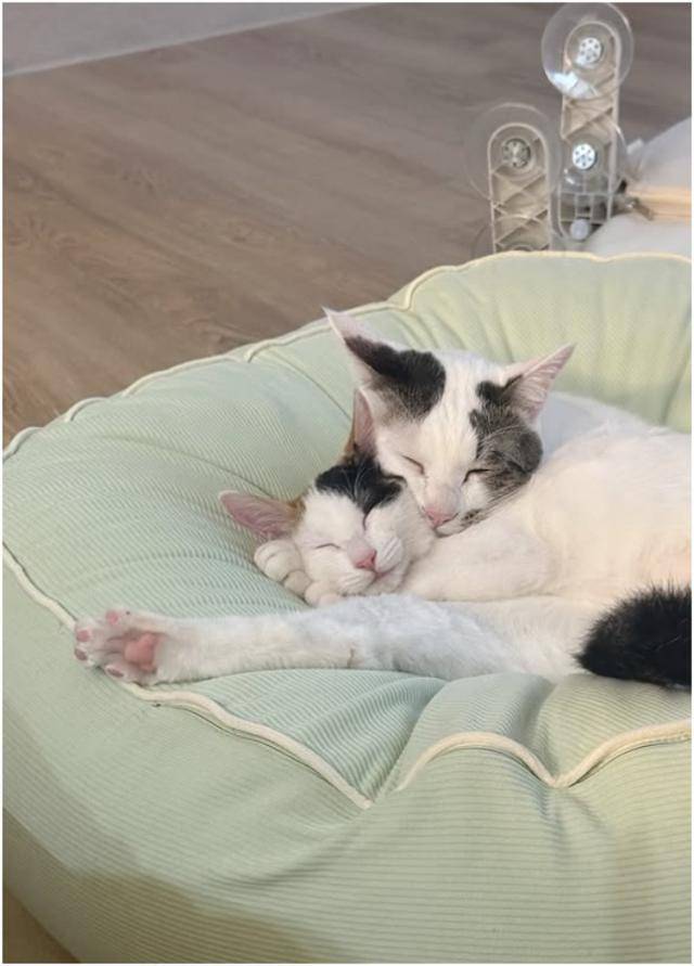 고양이들의 다정한 취침 시간. 보호자 제공