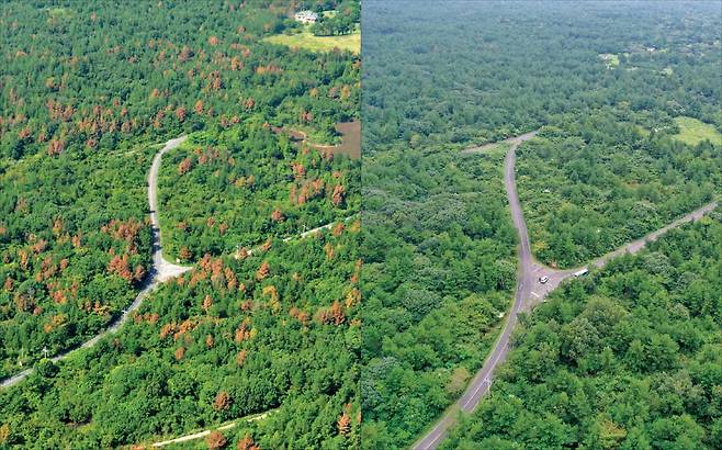 소나무재선충병에 걸린 붉은 숲과 방제 후 건강해진 숲 전후 모습.  산림청 제공