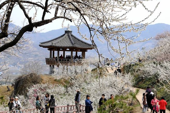 광양매화축제는 100만 명 이상의 관람객이 찾는 봄 대표 꽃축제다./사진제공=광양시