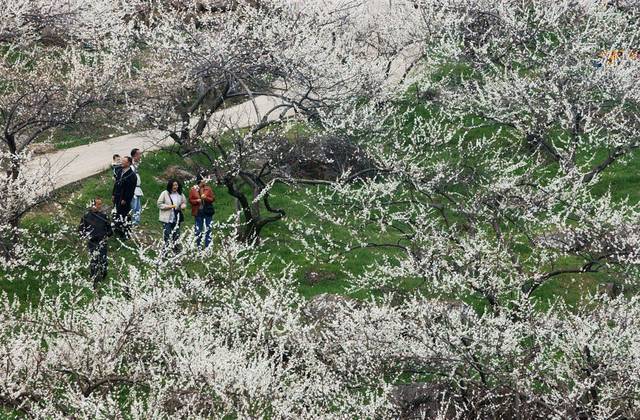 전남 광양의 청매실농원에서 열린 광양매화축제에서 행락객들이 활짝 핀 매화를 감상하고 있다.