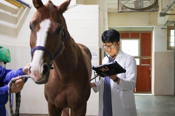 한국마사회 말 수의사가 진료를 하고 있다./자료사진=마사회